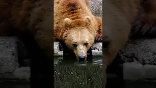 Медведь гризли играет с водой #shorts #shortsyoutube