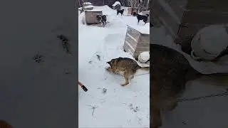 Праздничный обед в честь Дня рождения приюта!