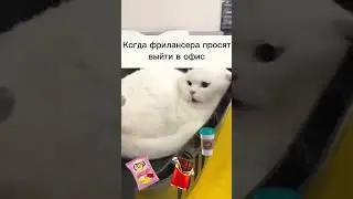 Работа фрилансера #фрилансер #удаленка #удаленщики #соцконтракт #стартап #проект #юмор #бизнесплан