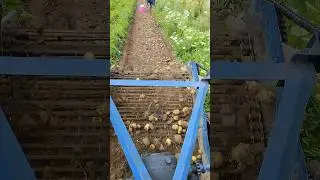 Копаю молоду картоплю картоплею дворядною до мінітрактор