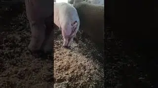 the pig came into heat
