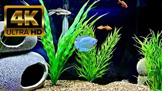 4k Relaxing Aquarium