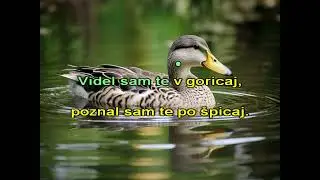 Raca plava po Dravi