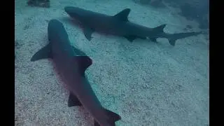 Costa Rica 2026   Sharks