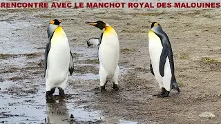 Découverte des Manchots Royaux et des Manchots Papou sur l'archipel des Malouines