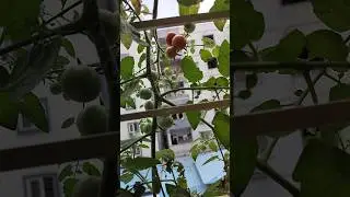 Cherry Tomato at home #tomato #plant #cherrytomatoes