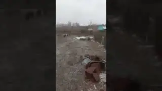 Нашествие свиней