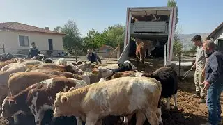 BESİLİK DANALARIN SEÇİMİ