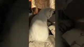 Утро. Мурчалки после завтрака.