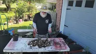240914 Separating and Replanting Lycoris
