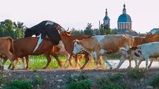 Утро станица Филоновская