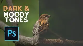 Mastering Moody Color Tones in Bird Photography | Photoshop Editing Tutorial