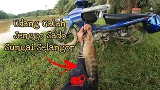 Udang Galah Sado Sungai Selangor(||EP055)