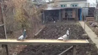 Голуби