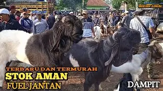 TERUPDATE HARI INI‼️HARGA KAMBING JANTAN JUMBOAN  DI  PASAR DAMPIT  DI TGL 3 NOV 2024