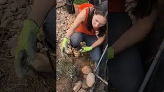 She Built A New Garden Wall Out of Ferrocement #garden #diy #selfreliance