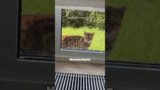 Cat having a nervous breakdown😁 by Valeeva.elena.ya