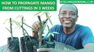 How to Propagate mango from cuttings within 3 weeks