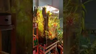 Флорариум «Тикаль» в офисе АКВАРИУМПЕРМЬ.РФ