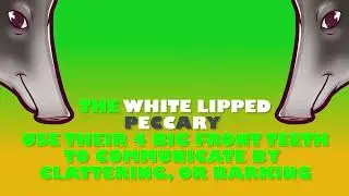 Friends of Rio - Amazon Rainforest Learning Series 2023 - White Lipped Peccary