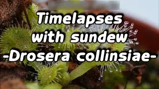 Timelapses of the carnivore sundew Drosera collinsiae
