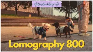 Not Kodak Gold or Portra 800, but close | #filmstocktryouts | 35mm film review | Lomography 800