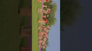 tongali bihu dol##bihu #titabar