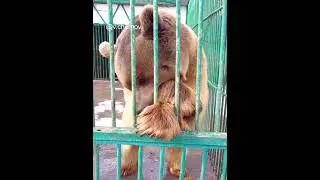 Bear game