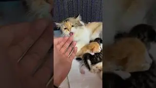 Jangan Sentuh Anak Saya!! 😁 don't touch my children!! 