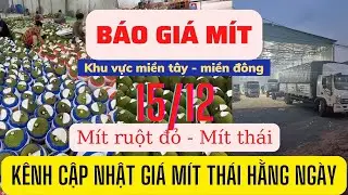 Giá mít hôm nay - Giá mít thái - Giá mít ruột đỏ hôm nay ngày 15/12/2022