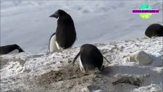 PINGUIN LUCU (CRIMINAL PENGUINS) MENCURI KERIKIL BIKIN NGAKAK