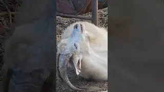 Для чего козлам рога 🤣