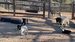 2 Minutes of Lamb Leaping Laughs 😂