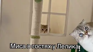 Миса в гостях у Лелика 🏠