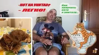 How to train a cat to use the toilet