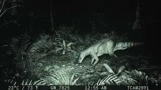 TCAM2891