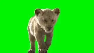 Lion 🐅 Tiger  Green Screen Video Free Download Video 
Plz Free Download Video