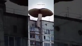 не сажайте грибы на балконе