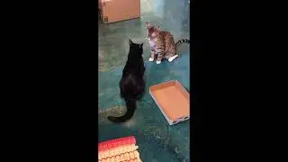 Lola and Beau fight over a box