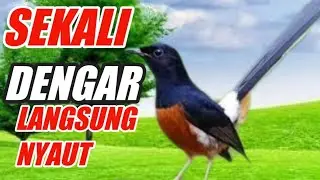 PANCINGAN MURAI,, SEKALI DENGAR LANGSUNG NYAUT