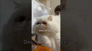 MOSTRANDO COISAS NOVAS PARA O MEU GATO #Shorts
