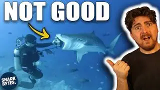 Viral Shark Videos That Are Absolutely Insane
