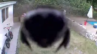 Bee caught on camera