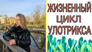 РАЗМНОЖЕНИЕ ВОДОРОСЛЕЙ||ЖИЗНЕННЫЙ ЦИКЛ УЛОТРИКСА