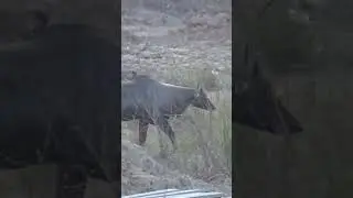 Nilgai❤🐂 