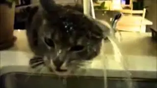 funny crazy cats ) Прикольные кошки