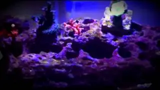 5 Gallon Reef Tank Update (Aquarium007)