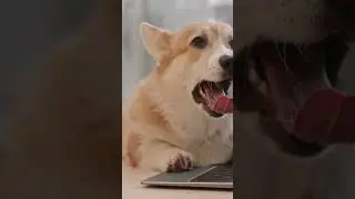 Cute Corgi | Little Furry Worker Corgi