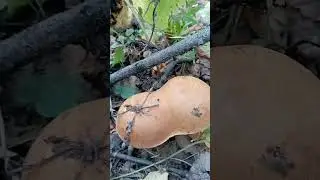 дружные маслята #сросшиесяблизнецы #морегрибов #осеннийлес