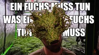 Der Stretch ist vorbei! Update im SCROG-Zelt